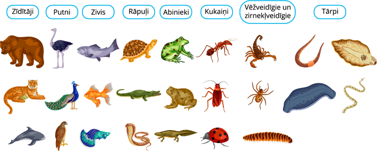 Dzīvnieku organismu daudzveidība teorija Dabaszinības Skola2030 6