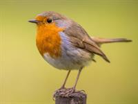 Shutterstock_1240837543_red robin_sarkanrīklīte.jpg