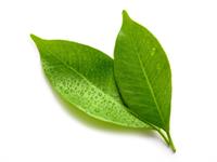 Shutterstock_1671729097_leaf_lapa.jpg