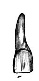 teethx.jpg