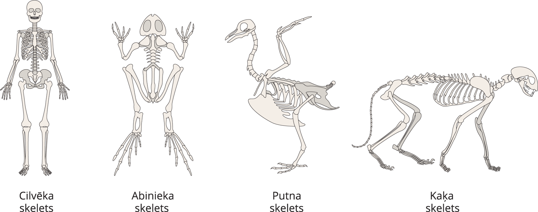 Dzīvnieku balsts un kustības — teorija. Bioloģija (Skola2030), 7. klase.