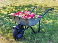 Shutterstock_2199456857_wheelbarrow with apples_ķerra ar āboliem.jpg