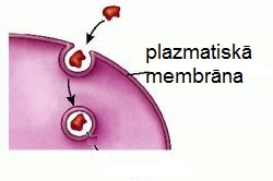 phagocytosisz.jpg