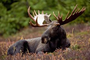 mammal-386740_960_720.jpg