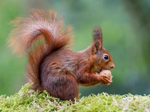 Shutterstock_1686214426_squirrel_vāvere.jpg