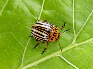 Shutterstock_2490463065_colorado potato beetle_kolorādo vabole.jpg