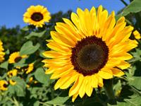 sunflower-1627193_1920.jpg