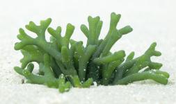 algae.jpg