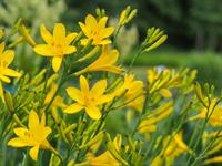 Shutterstock_2150084063_daylilie_dienlilija.jpg