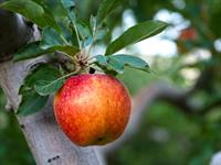 Shutterstock_154503104_apple_ābols.jpg