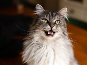 Shutterstock_2231415945_cat meowing_kaķis ņaud.jpg