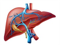 Shutterstock_141161566_liver_aknas.jpg