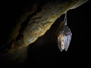 shutterstock_2193505899_bat sleeping_sikspārnis guļ.jpg