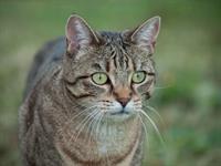 Shutterstock_1180902625_cat_kaķis.jpg