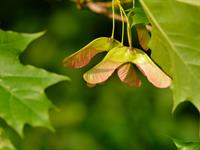 Shutterstock_1447269221_maple seeds_kļavas sēklas.jpg