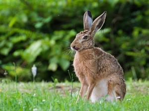 shutterstock_2482084885_hare_zaķis.jpg
