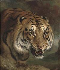 117 httpscommons.wikimedia.orgwikiFileBengal_Tiger_d4617011x.jpg.jpg
