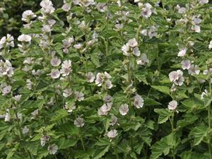 Shutterstock_372935323_marsh mallow_purva malva.jpg