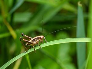 Shutterstock_2030192105_cricet_circenis.jpg