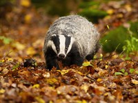 shutterstock_2203048415_badger_āpsis.jpg