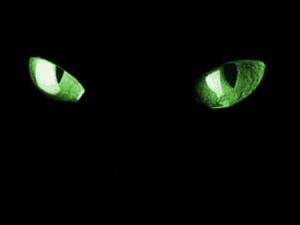 cat-eyes.jpg
