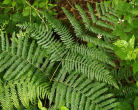 pteridium_aquilinum_bracken_frond_05-07-10_1.png