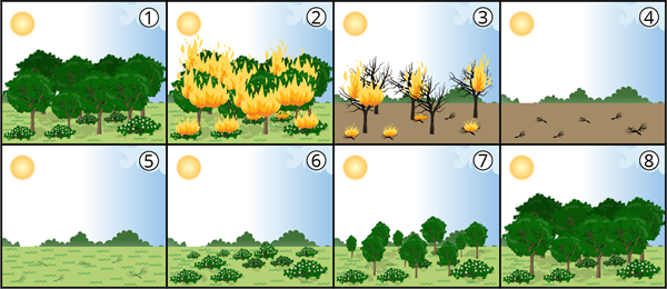 burned_forest_cycle.png