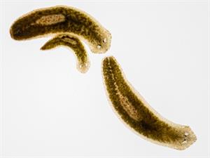 Shutterstock_2092347469_planarian_planārija (2).jpg