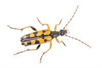 shutterstock_306699962.jpg