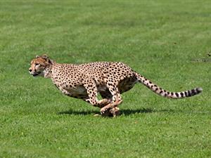Shutterstock_137622719_cheetah running_gepards skrien.jpg