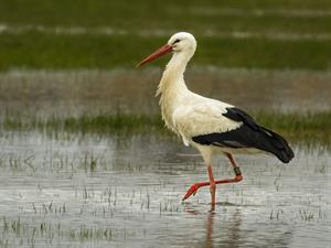 Shutterstock_1007889871_stork_stārķis.jpg