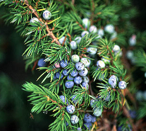 Juniperus_communis_var_depressa-close-up.png