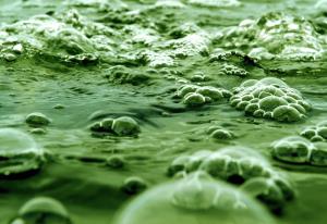 algae-pool.jpg