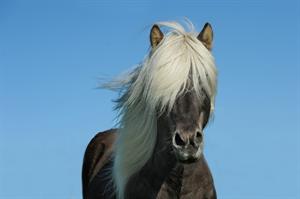maen horse-pix.jpg