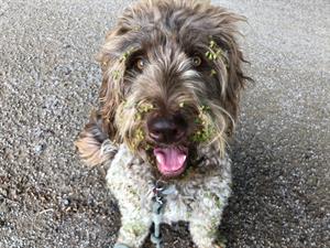 Shutterstock_1477825238_thistles on dog_dadži uz suņa.jpg