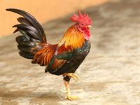 Shutterstock_340462520_rooster_gailis.jpg