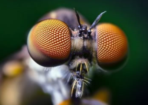 Insect_eyes.png