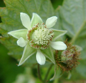 rubus_idaeus_raspberry_00_flower_30-04-07.png