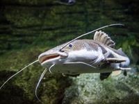 Shutterstock_465605045_catfish_sams.jpg