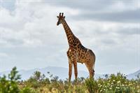 giraffe-6271050_960_720.jpg