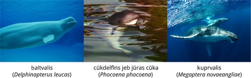YCUZD_241206_6873_Dzivn_sist_13.png