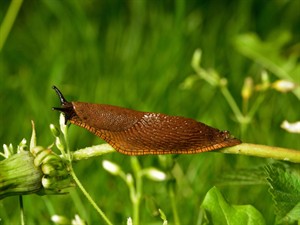 Shutterstock_320411102_slug_gliemis.jpg