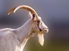 Shutterstock_259656317_billy goat_āzis.jpg