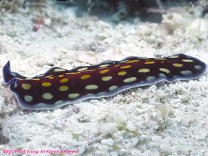 flatworm1-800.jpg