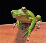 White_lipped_tree_frog_cairns_jan_8_2006.png
