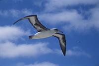 albatross-pix.jpg