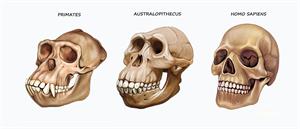 Shutterstock_1677420619_galvaskausi.jpg