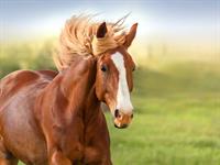 Shutterstock_427190146_horse_zirgs.jpg