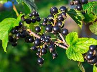 Shutterstock_371269162_black currants_upenes.jpg