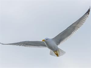 Shutterstock_1906972669_seagull flying_kaija lido.jpg